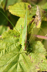 Grüne Heupferd - Tettigonia-viridissima