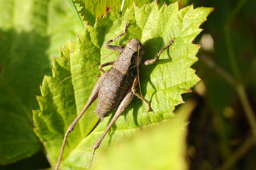 Gemeine-Strauchschrecke - Pholidoptera-griseoaptera