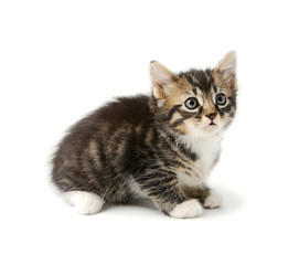 Obraz premium Kitten isolated on white background