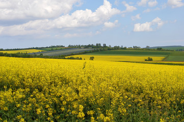 Obraz premium rapsfelder