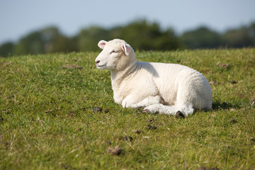 Obraz premium Deichschaf