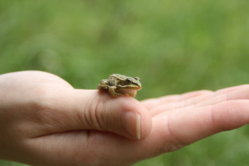 Froschhand