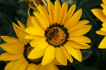 bee on yellow daisy