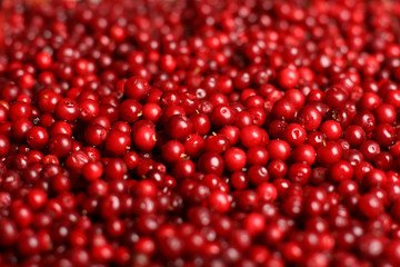 Red cranberries background.