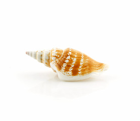 Colored Seashell Scallop Isolated on White