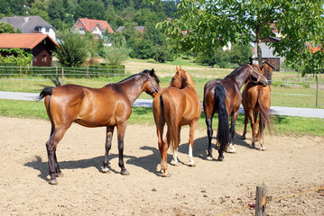 cavalli in fattoria