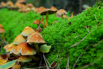 magic mushroom