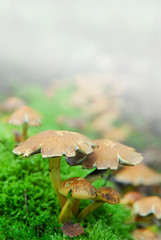 magic mushrooms fog