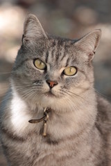 chat