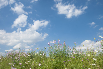 Blumenwiese