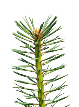 branch of the pine