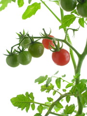 ワイルドトマト