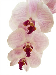 Orchideenblüten auf weißem Hintergrund