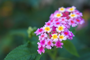 ランタナの花