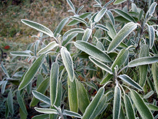 Salbei im Winter