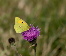 Clouded Yellow butterfly