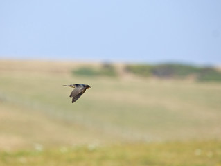 Obraz na płótnie Canvas Barn Swallow migrating
