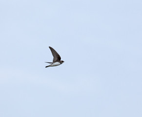 Sand Martin migrating