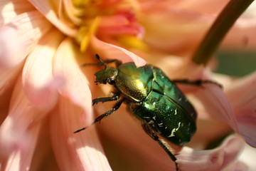 Schmuckkäfer auf Dahlien (asteraceae) Blüte - Makro