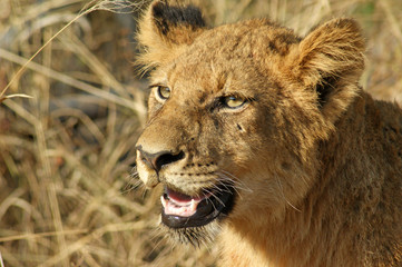jeune lion 2