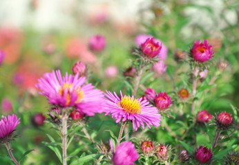 Obraz premium ravissement