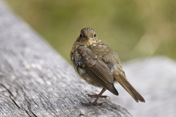 little Bird is looking