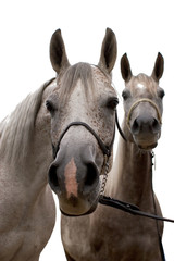 Two arabian horse isolated