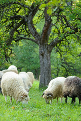 Obraz na płótnie Canvas Flock of sheep