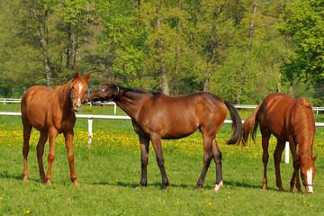 Obraz na płótnie Canvas horses at grass