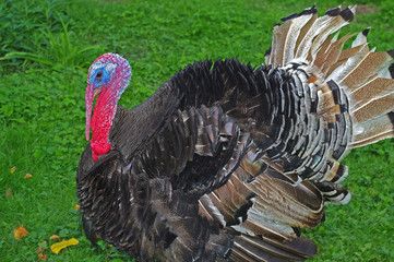 Elegant turkey cock