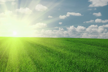 Fototapeta na wymiar green field and sun sky