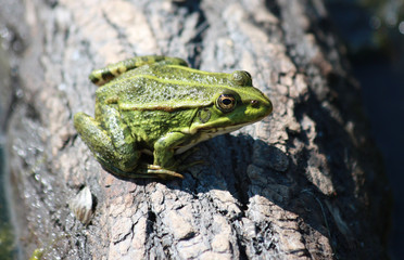 Frog sitting on the wood
