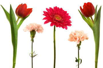 Obraz premium Beautiful flowers