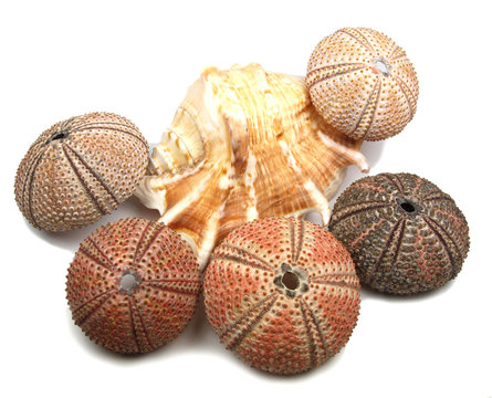 Sea shell background
