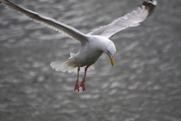 Fototapeta premium vol