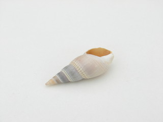 coquillage