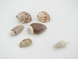 coquillage