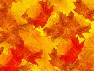 Leaves  maple