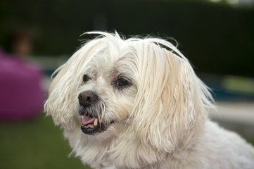 cute white terrier