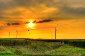 Fototapeta premium Windmill farm sunset