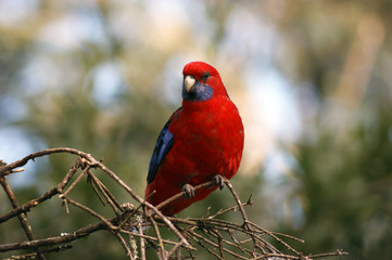 Wild Crimson Rosella