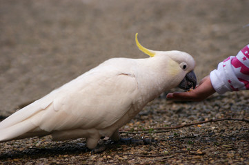 Feeding parrot