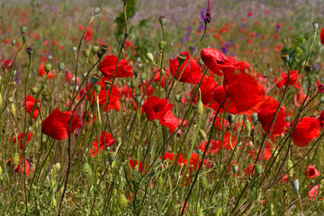 poppy fiels