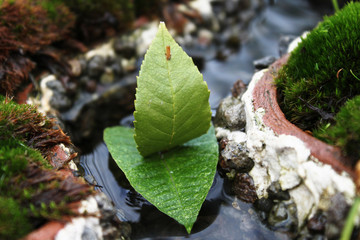 little boat of leaves