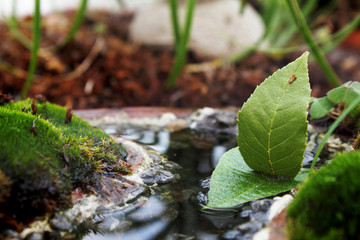 boat of leaves in nature