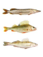 Pike, perch and pikeperch isolated on white