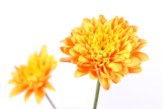 orange Chrysantheme