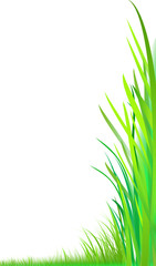 Fototapeta premium gras-wiese-low-angel-view
