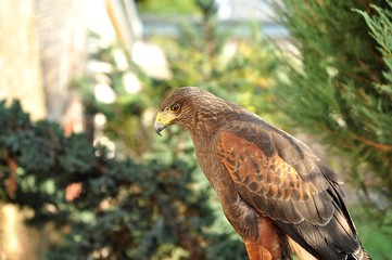 drapieżny © agnieszkalll