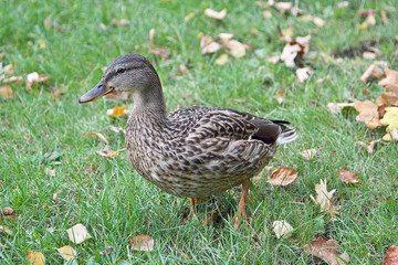 Mottled duck